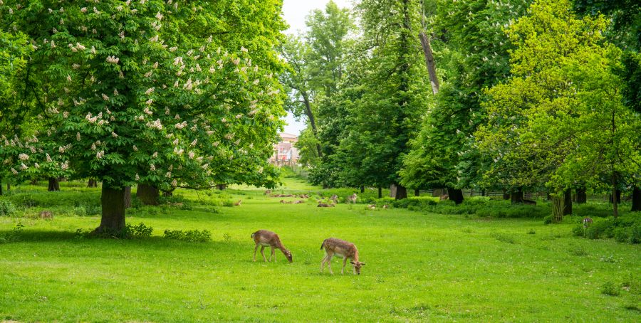 Картина на холсте Олени в парке, арт hd2230901