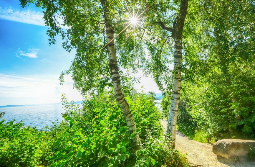 Картина на холсте Береза, арт hd1539201