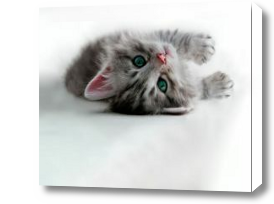 Картина Игривый котенок