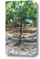 Картина Какао дерево