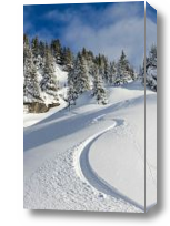 Картина Елки зимой