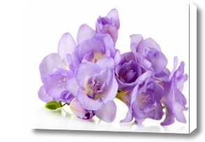 Картина Фиолетовые цветы